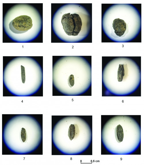 Fig. 3. Târgu Neamț - La Damian. Semințe carbonizate: 1-3, Vicia faba (bob); 4, Avena sativa (ovăz); 5, 6, Hordeum vulgare (orz); 7-9, Triticum aestivum (grâu). 